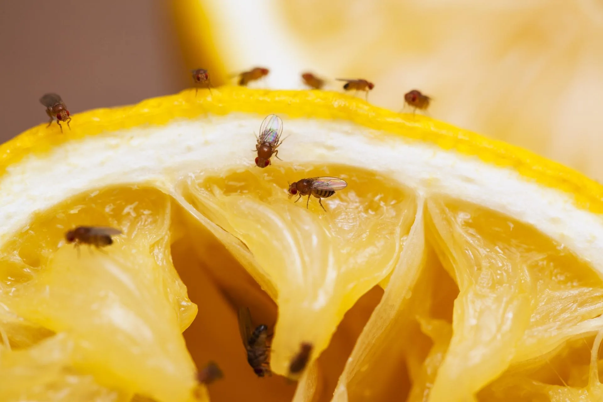 Fruitvliegjes voorkomen in de keuken Lees tips ASWA Keukens